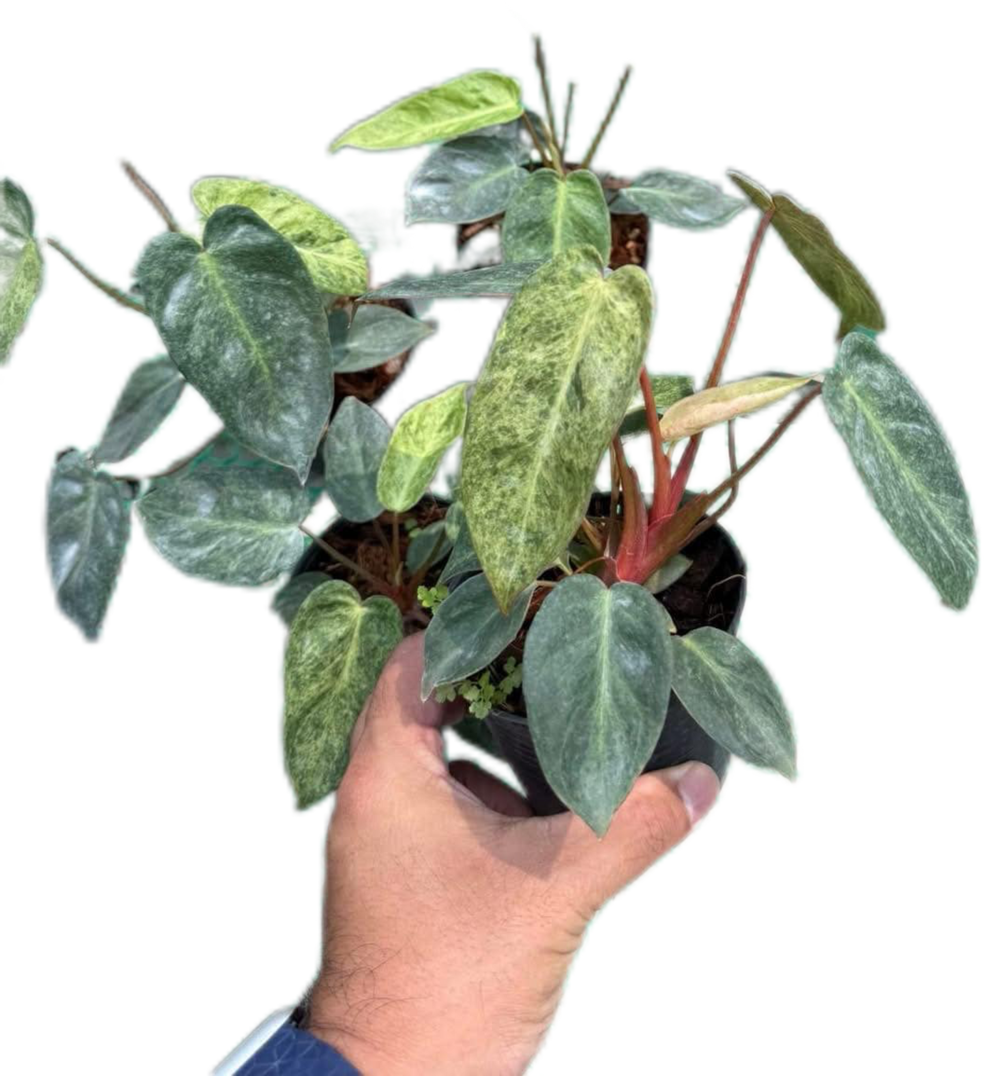 Buy Philodendron El Choco x Billietiae Hy… | Thailand Export Buy Philodendron El Choco x Billietiae Hy… | Thailand Export