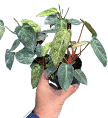 Philodendron El Choco x Billietiae Hybrid