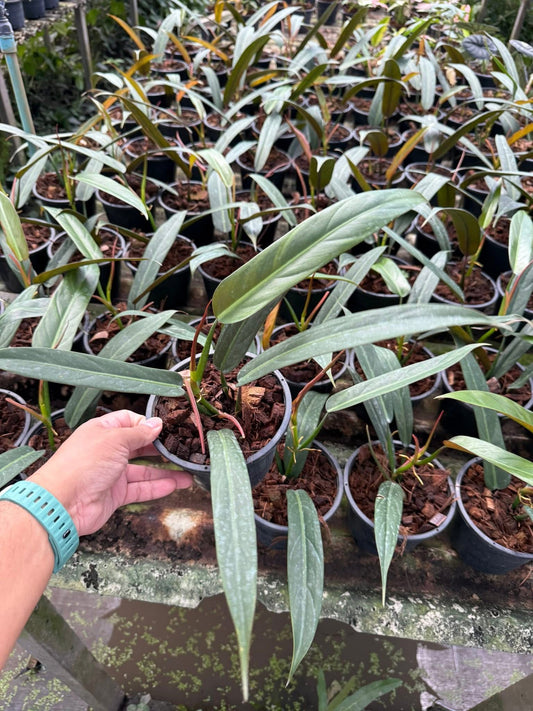 Philodendron Bicolor Set of 10 Plants Wholesale