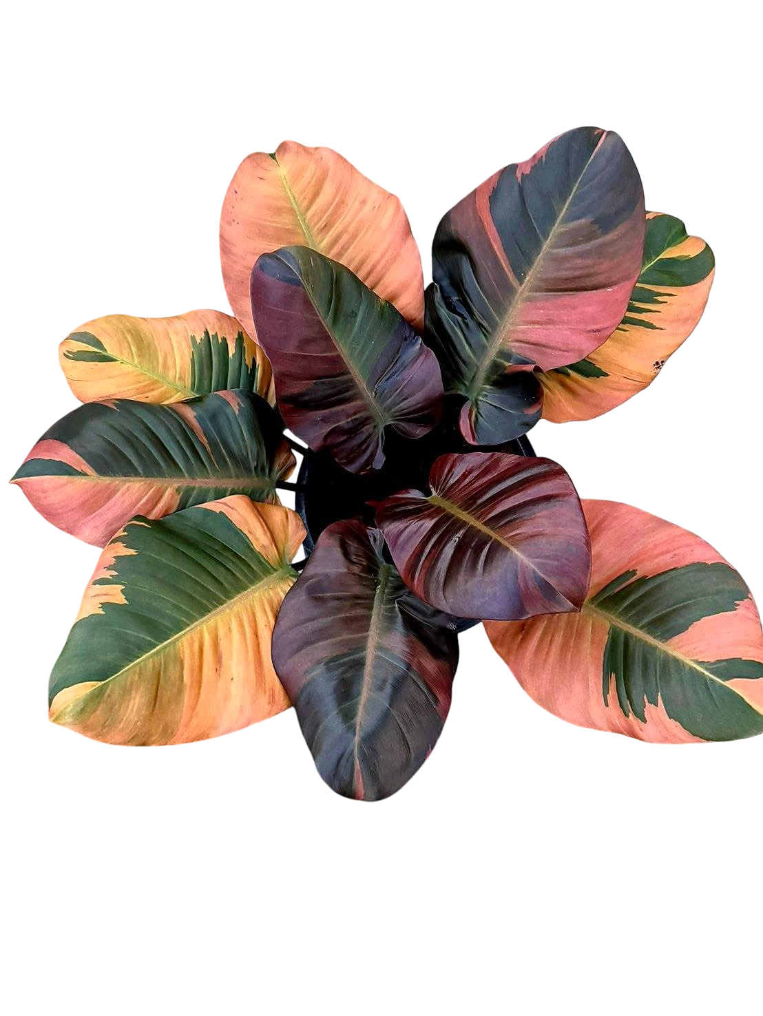 Philodendron Black Cardinal Variegated Big Size
