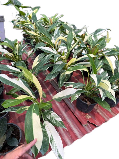 Philodendron Wend Imbe Variegated Set of 10 plants