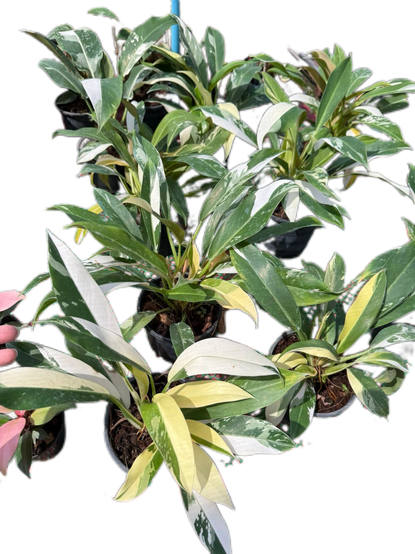 Philodendron Wend Imbe Variegated Set of 10 plants