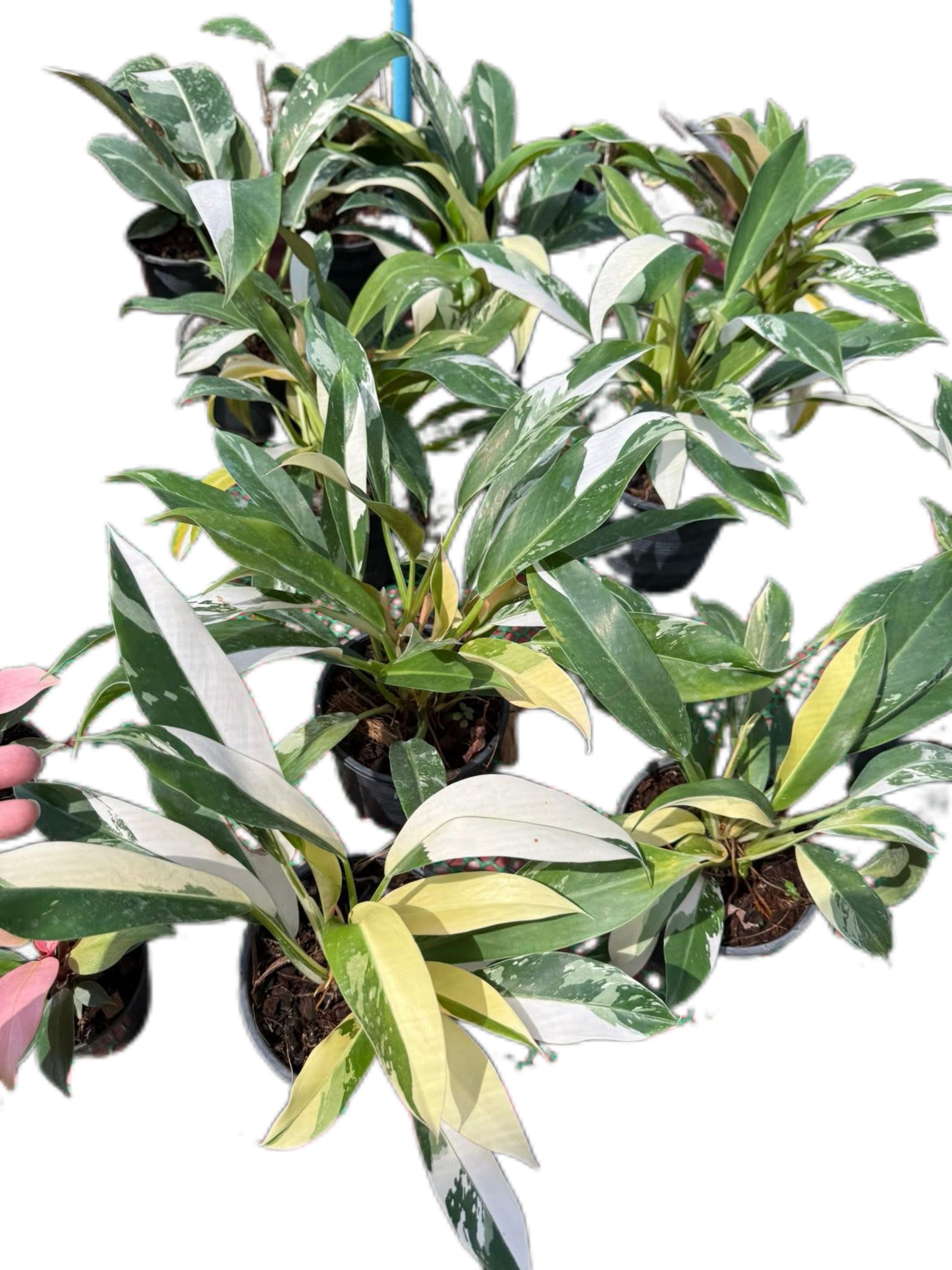 Philodendron Wend Imbe Variegated Set of 10 plants