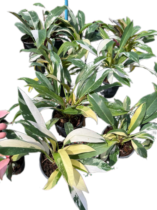 Philodendron Wend Imbe Variegated Set of 10 plants