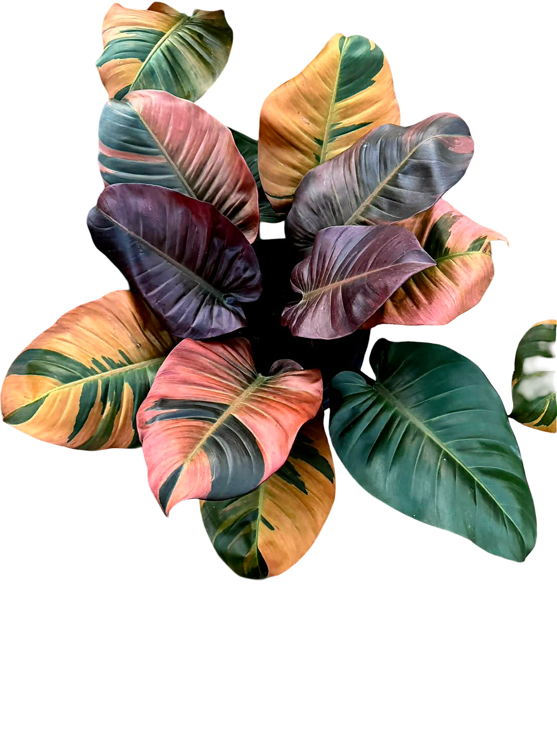 Philodendron Black Cardinal Variegated Big Size
