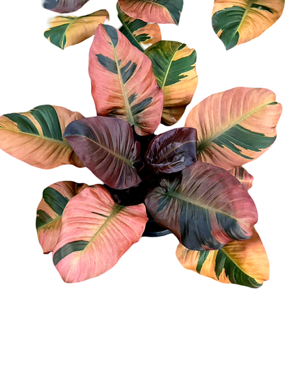 Philodendron Black Cardinal Variegated Big Size