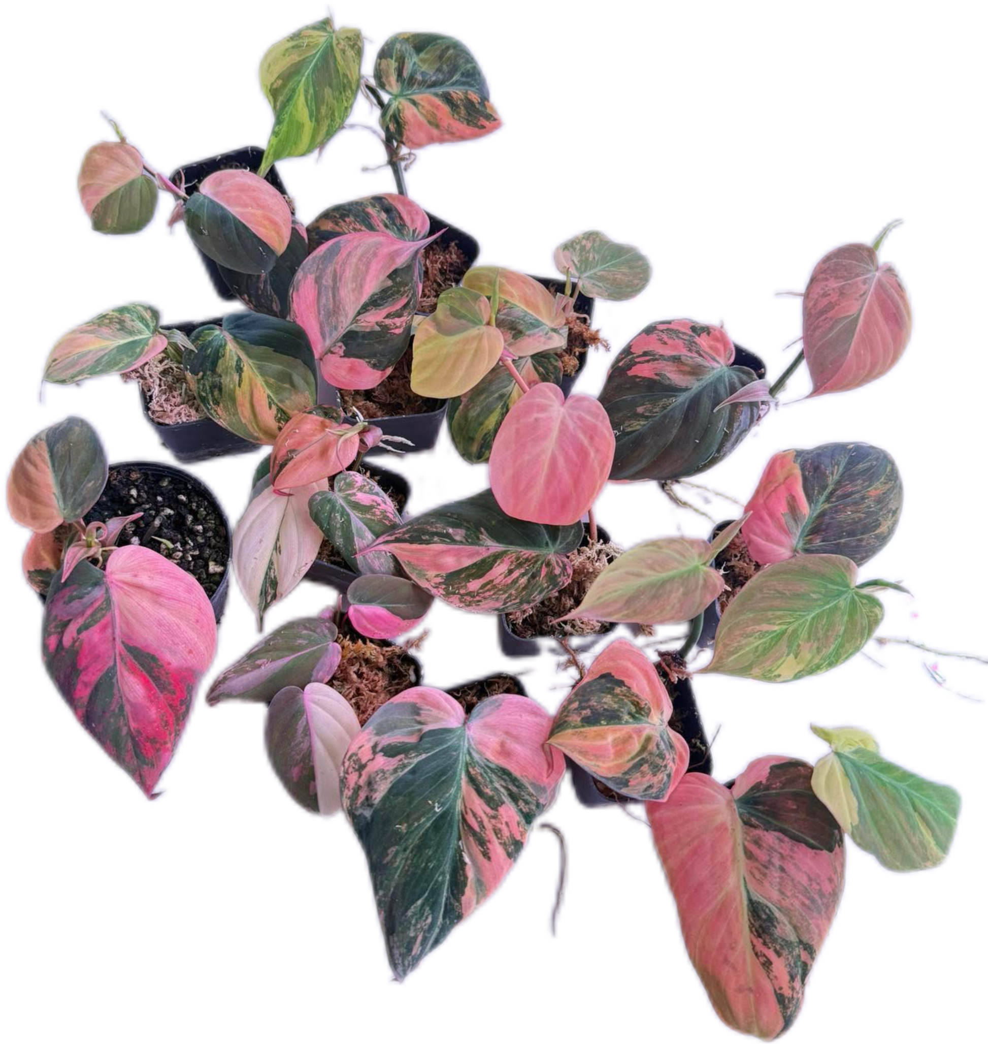 philodendron micans pink variegated Buy Philodendron Micans Variegated (Pink)