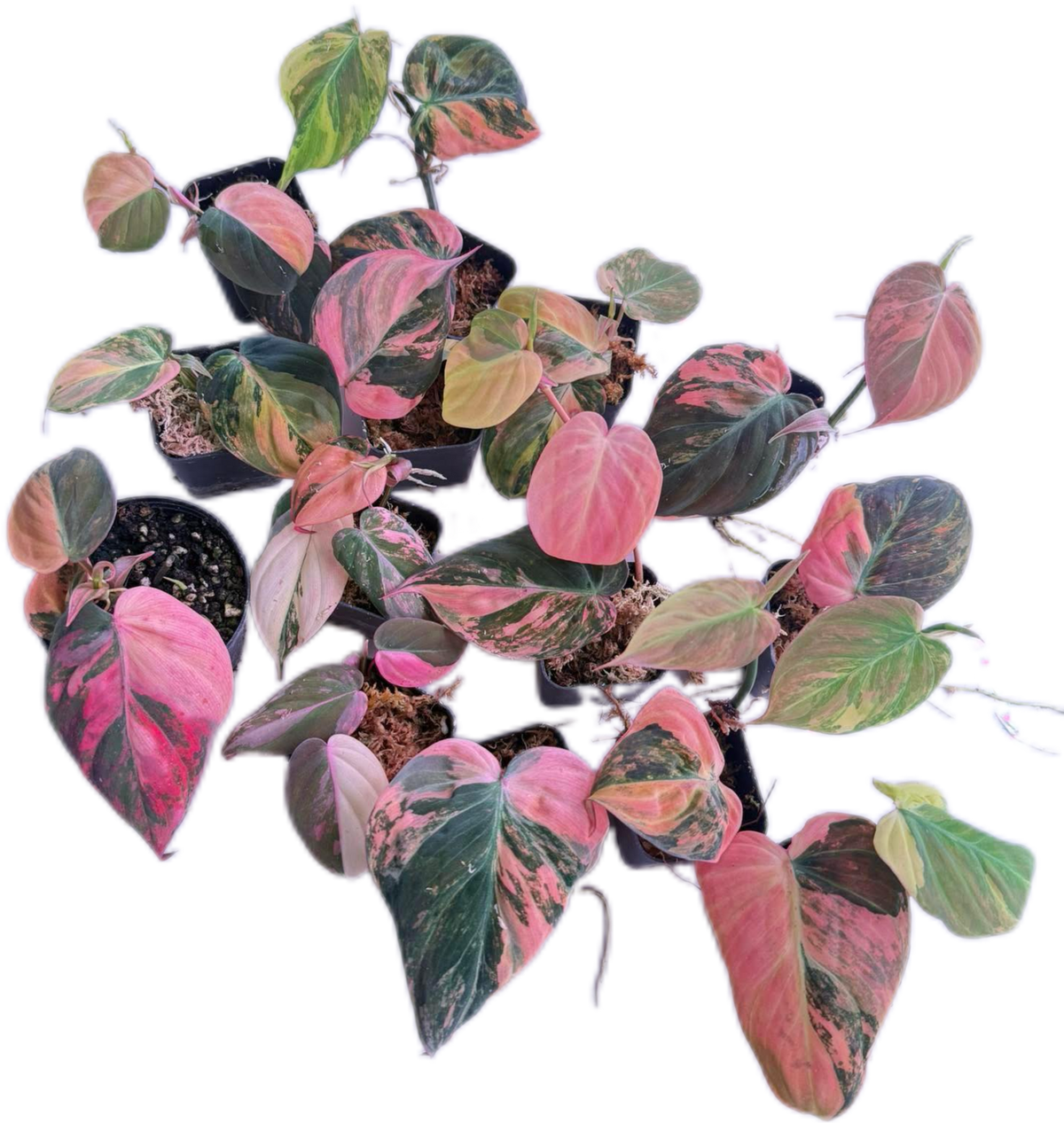 Buy Philodendron Micans Variegated (Pink) | Thailand Export