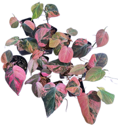 Philodendron Micans Pink Variegated 