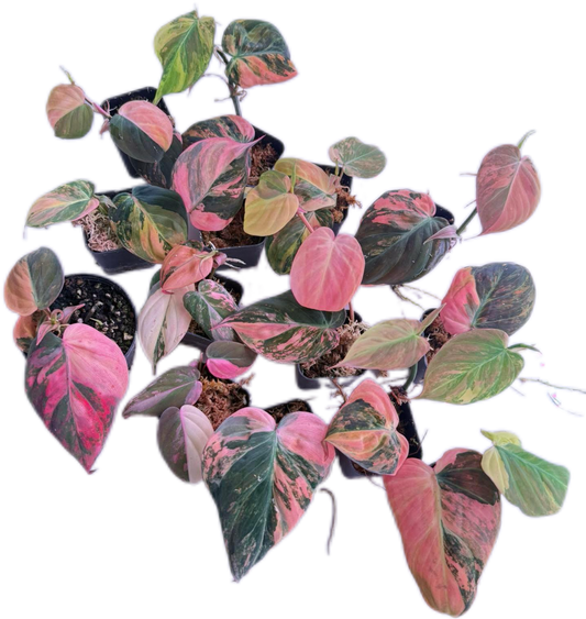 Philodendron Micans Pink Variegated 