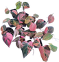 Philodendron Micans Pink Variegated 