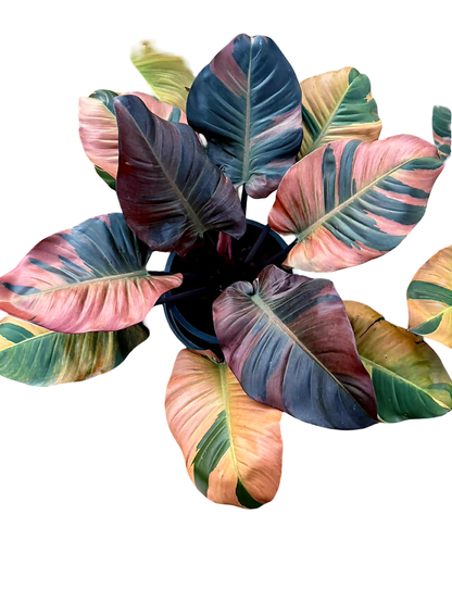 Philodendron Black Cardinal Variegated Big Size