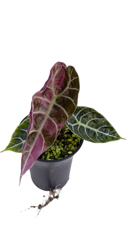 ワトソニア斑入り Alocasia Watsoniana Pink var Alocasia Watsoniana Pink Variegated – Siamplantes
