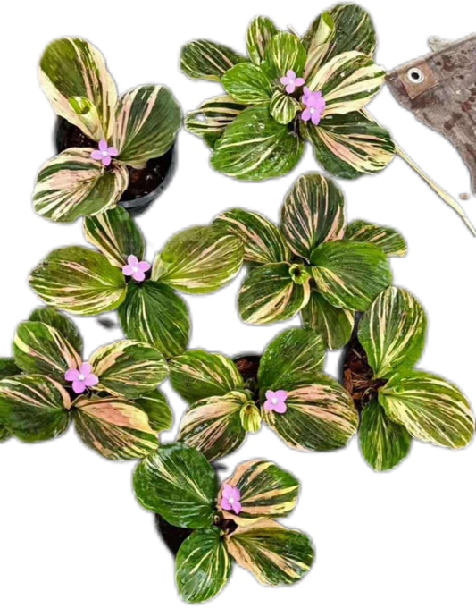 Kaempferia sp. Variegated Set of 5 Plants 