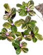 Kaempferia sp. Variegated Set of 5 Plants 