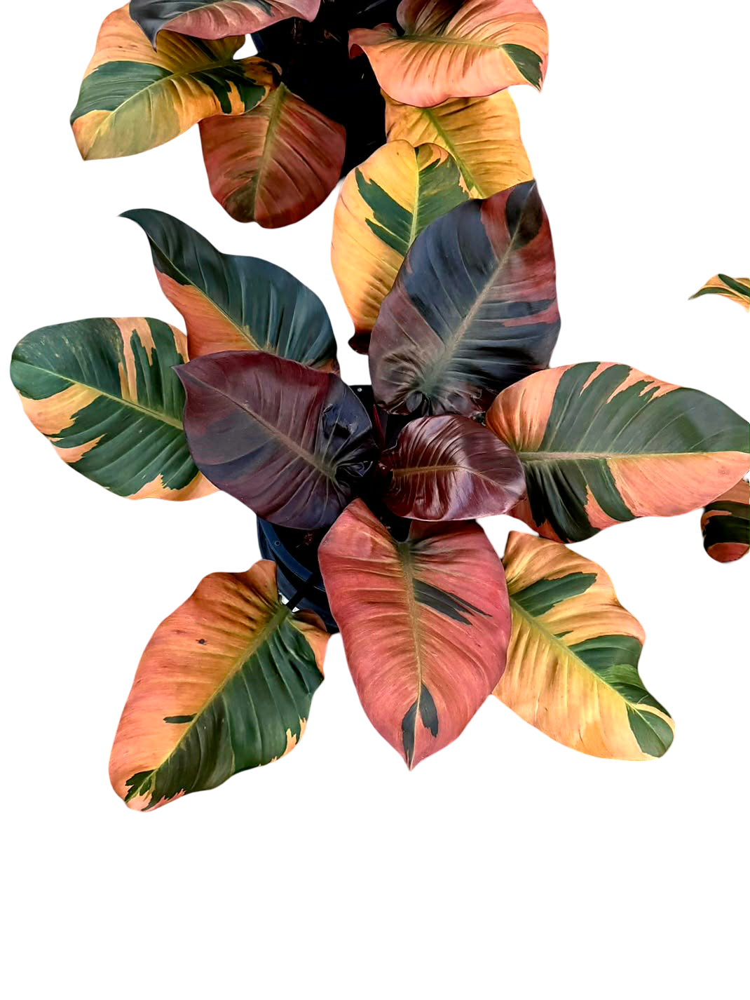 Philodendron Black Cardinal Variegated Big Size