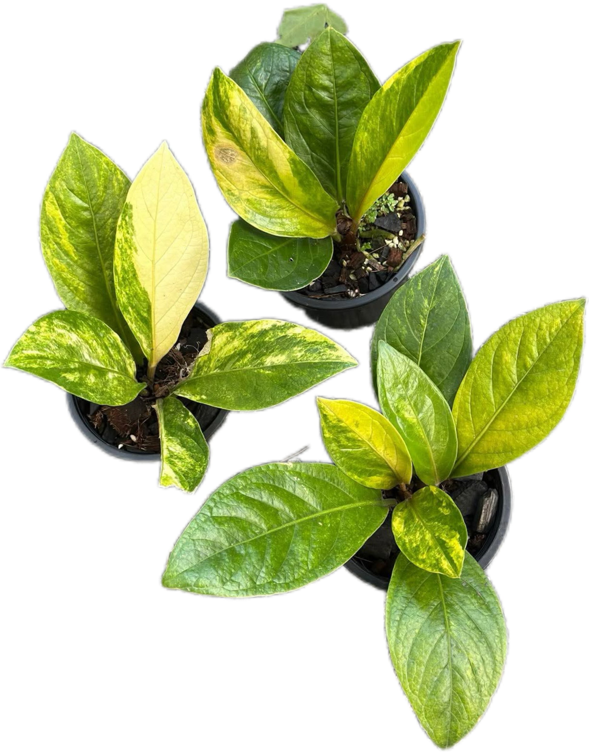 anthurium jemanii variegata Buy Anthurium Jenmanii Variegated
