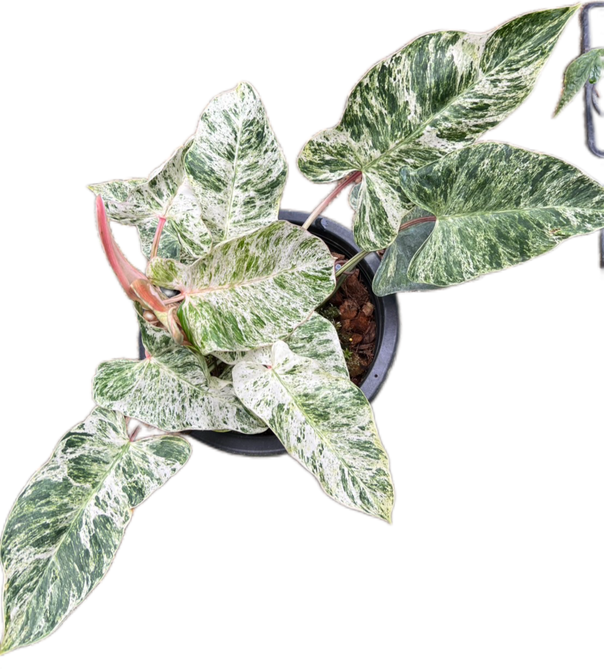 Philodendron Emerald Ice Variegated