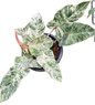 Philodendron Emerald Ice Variegated