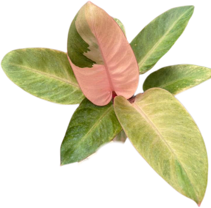 Philodendron Red Congo Mint Set of 5 plants