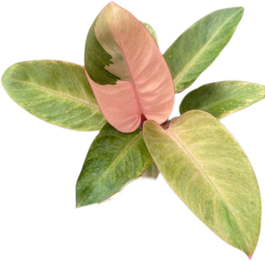 Philodendron Red Congo Mint Set of 5 plants