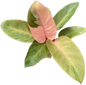 Philodendron Red Congo Mint Set of 5 plants