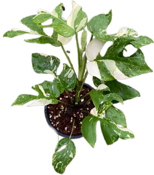 Rhaphidophora Tetrasperma ‘Ginny’ – Thai Constellation Var