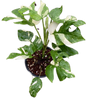 Rhaphidophora Tetrasperma ‘Ginny’ – Thai Constellation Var
