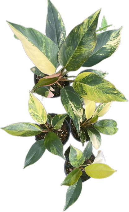 Philodendron Yellow Congo Variegated (Set of 5 Plants)