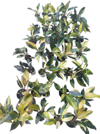 Philodendron Yellow Congo Variegated (Set of 5 Plants)