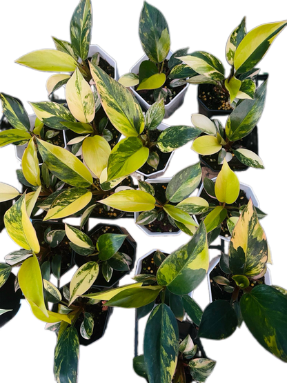 Philodendron Yellow Congo Variegated (Set of 5 Plants)
