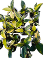 Philodendron Yellow Congo Variegated (Set of 5 Plants)