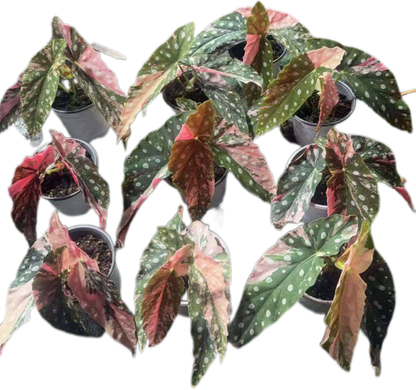 Begonia Maculata Pink Variegated