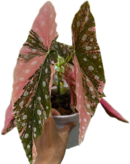 Begonia Maculata Pink Variegated