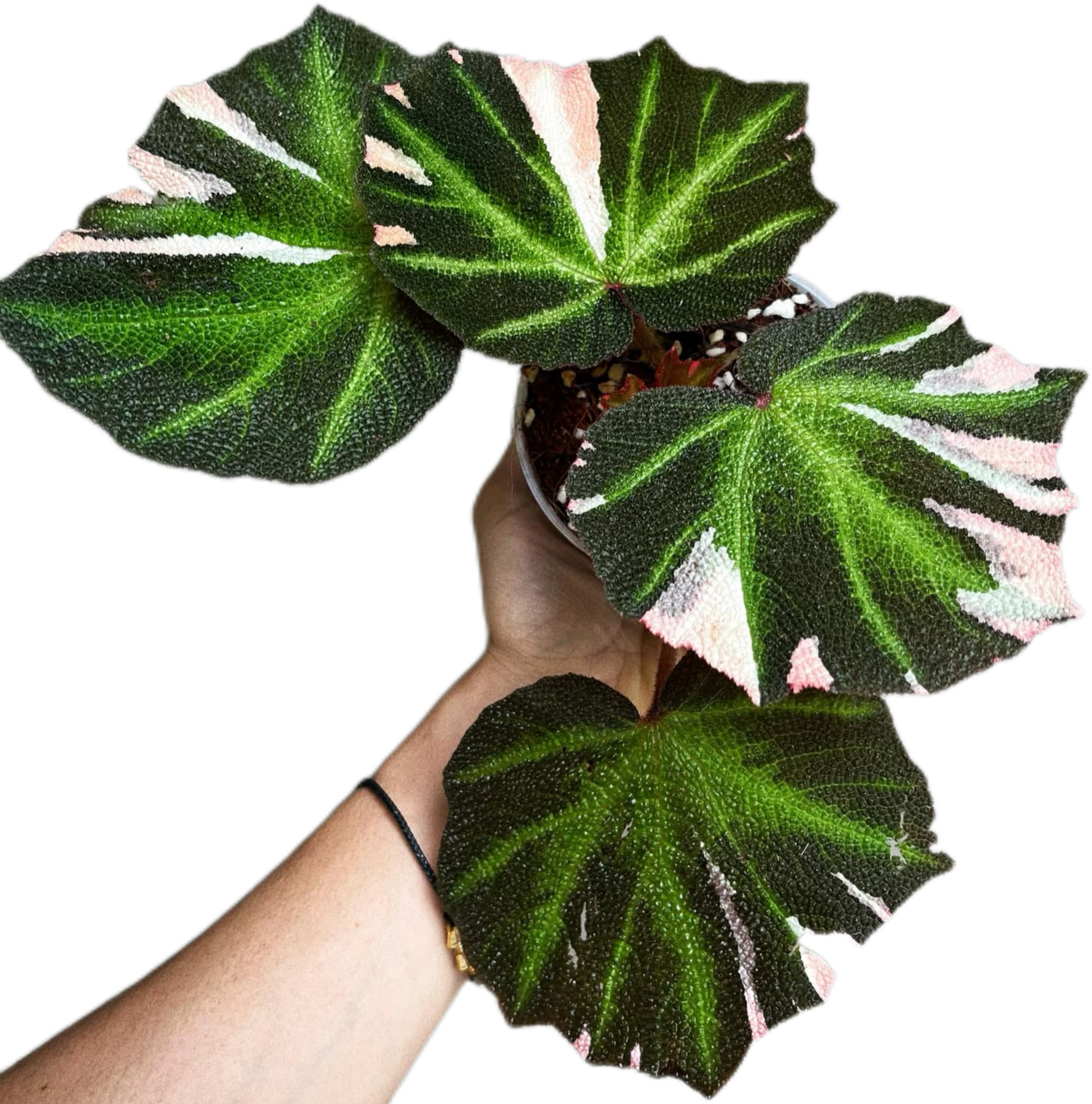 Begonia Soli Mutata Variegated