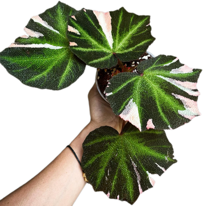Begonia Soli Mutata Variegated