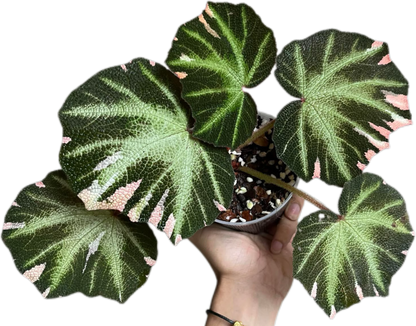 Begonia Soli Mutata Variegated