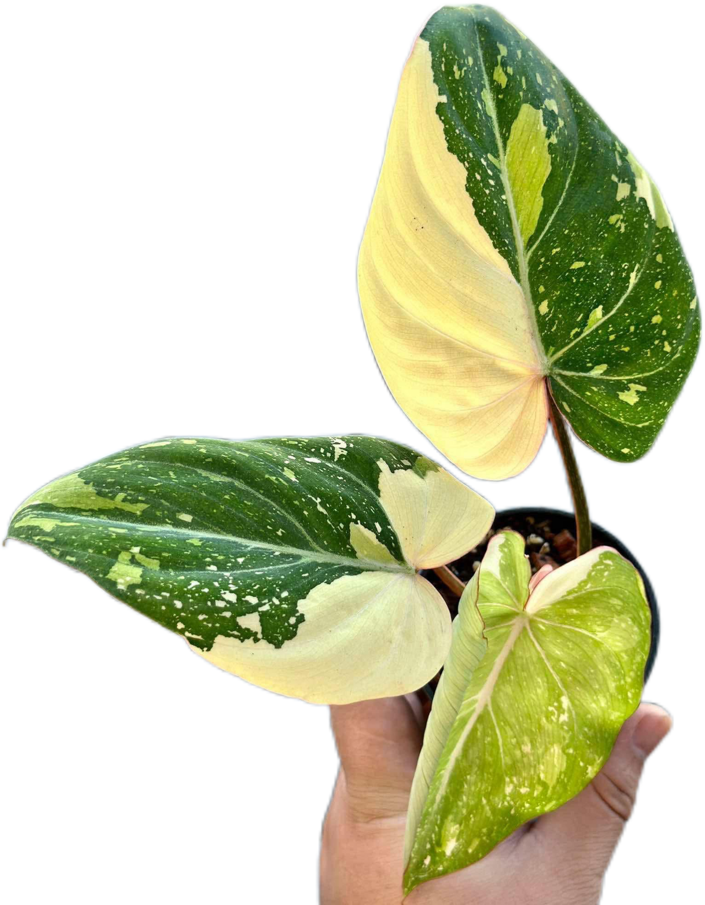 Philodendron Gloriosum Aurea Variegated