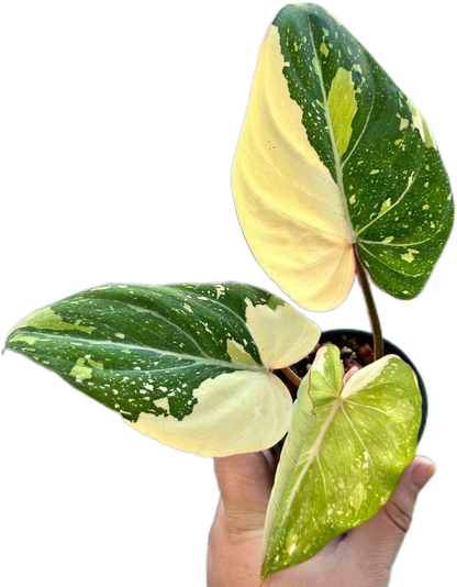 Philodendron Gloriosum Aurea Variegated