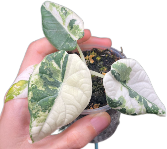 Alocasia “Maharani” Albo Variegated