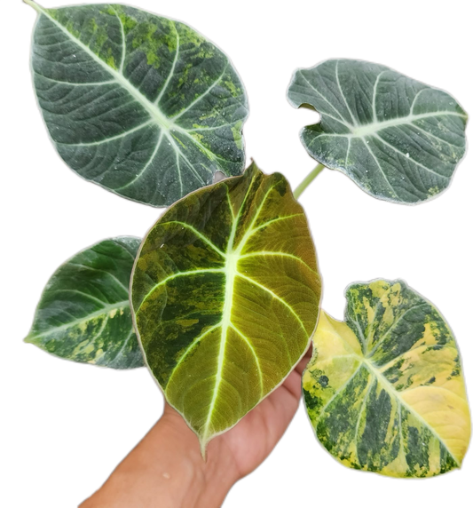 Alocasia Black Velvet “Gold” Variegated 