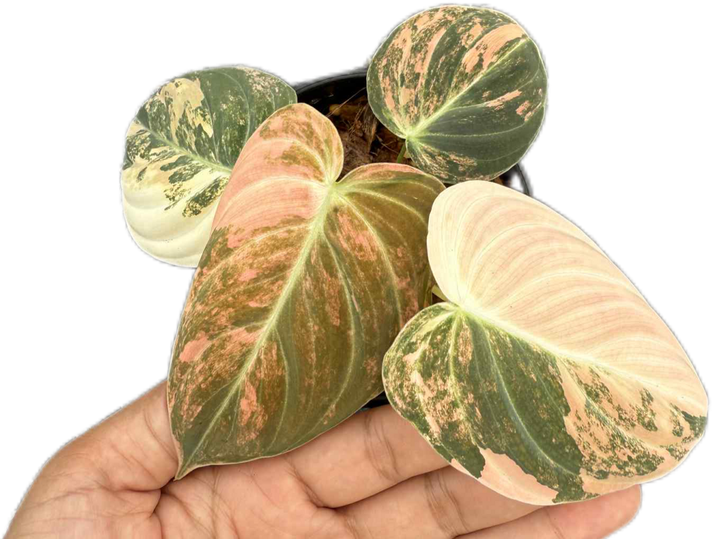 Philodendron Melanochrysum Orange Variegated
