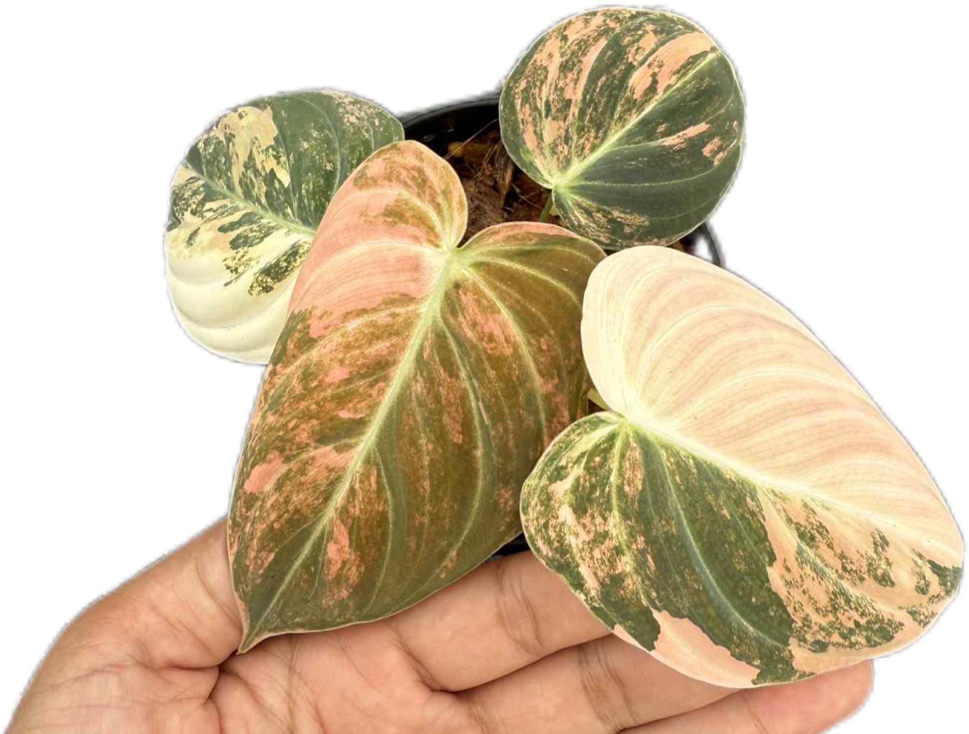 Philodendron Melanochrysum Orange Variegated