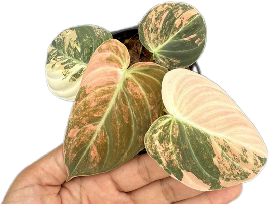 Philodendron Melanochrysum Orange Variegated