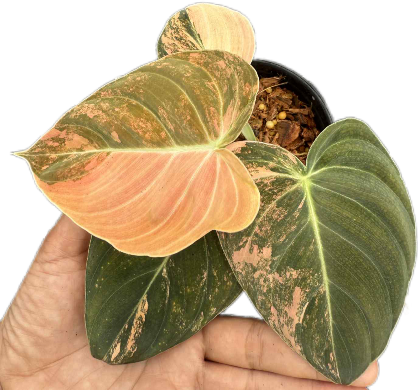 Philodendron Melanochrysum Orange Variegated