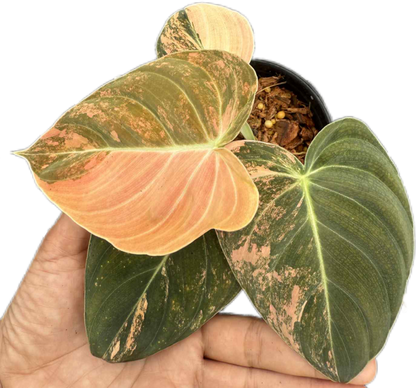 Philodendron Melanochrysum Orange Variegated