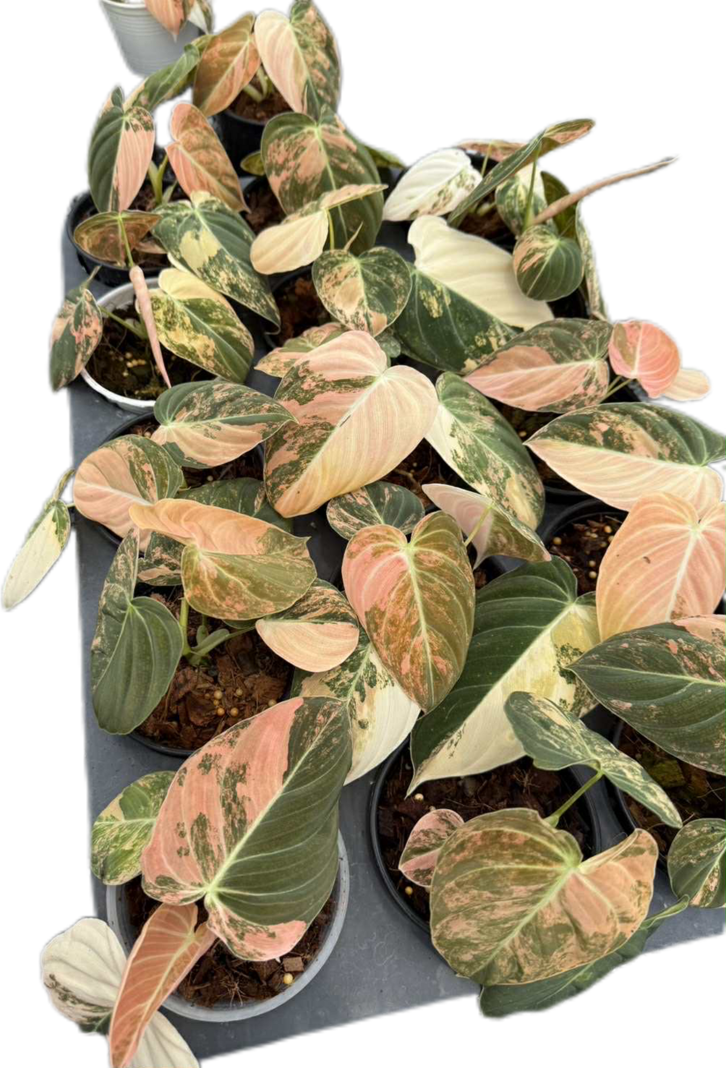 Philodendron Melanochrysum Orange Variegated