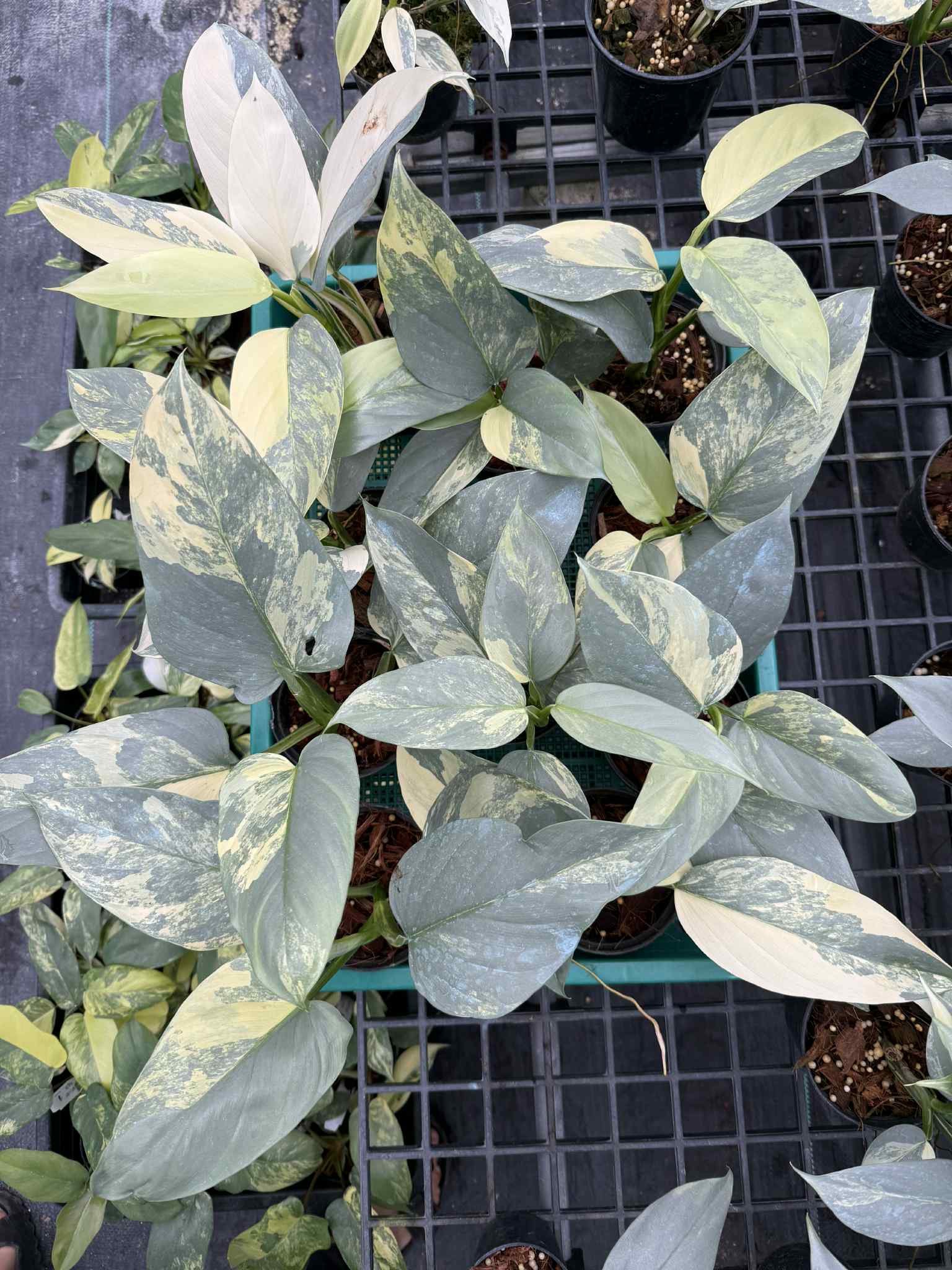Philodendron Hastatum (Silver Sword) Variegated 