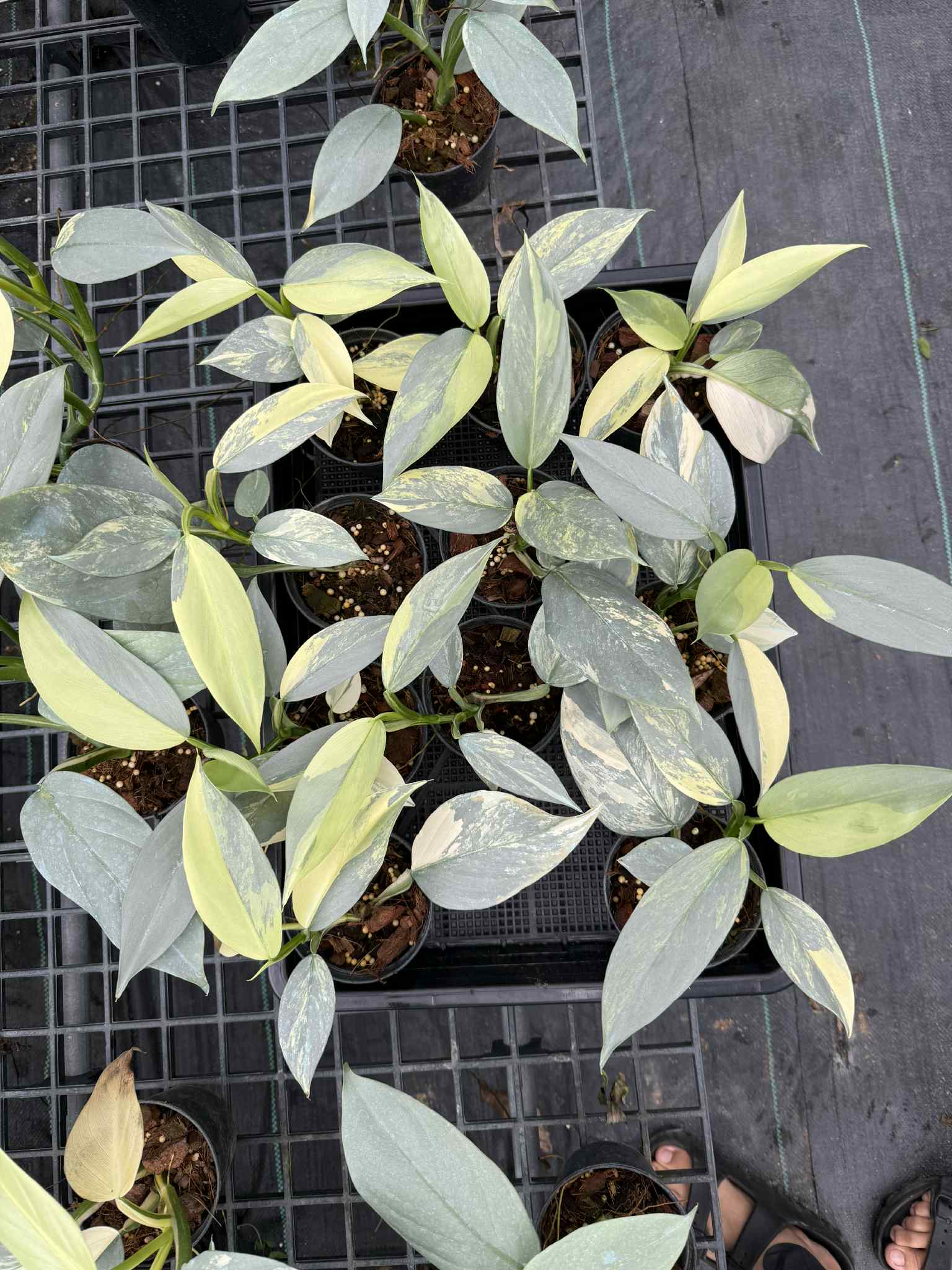 Philodendron Hastatum (Silver Sword) Variegated 