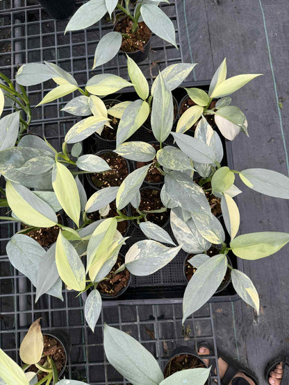 Philodendron Hastatum (Silver Sword) Variegated 